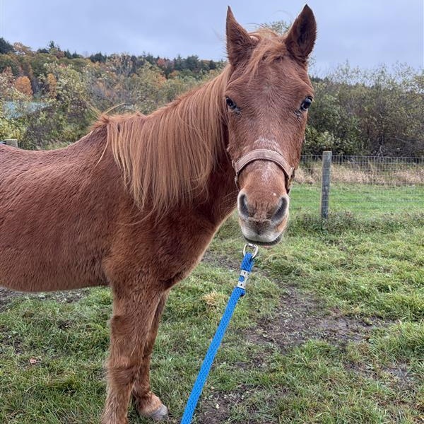 Enlarge Twix, a Adoptable Pony in Cooperstown, NY image 4/4