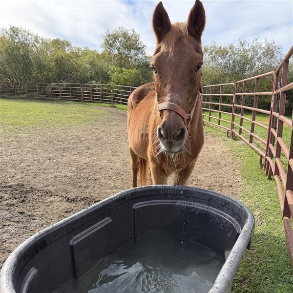 Enlarge Twix, a Adoptable Pony in Cooperstown, NY image 2/4