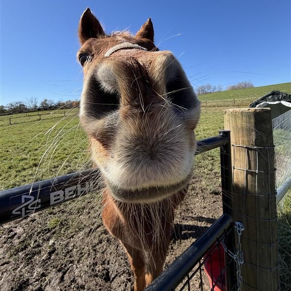 Enlarge Twix, a Adoptable Pony in Cooperstown, NY image 3/4