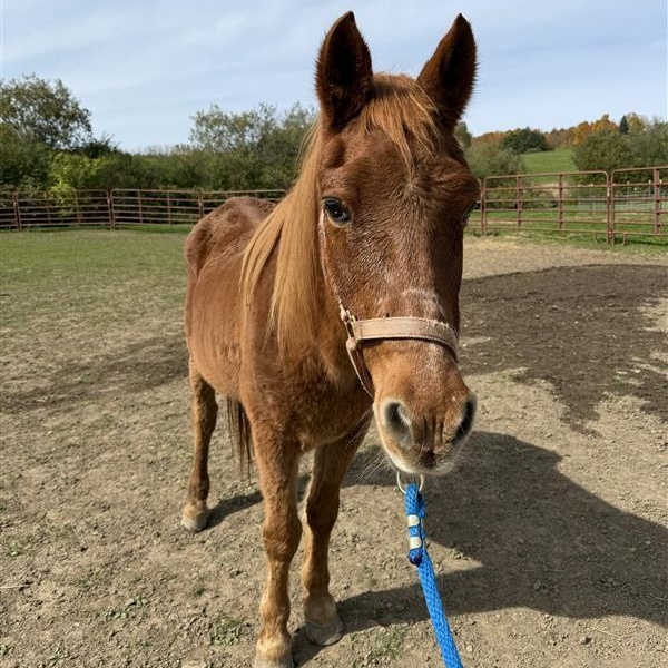 Enlarge Twix, a Adoptable Pony in Cooperstown, NY image 1/4