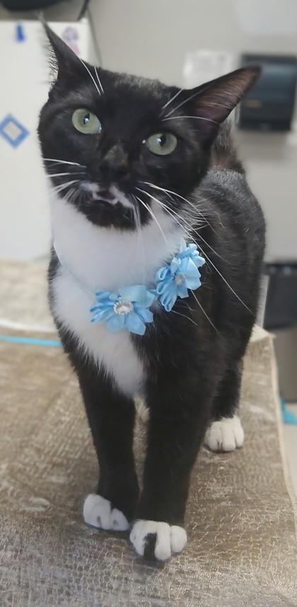 Enlarge Callie, a Adoptable mixed breed in Taylorsville, NC image 2/3