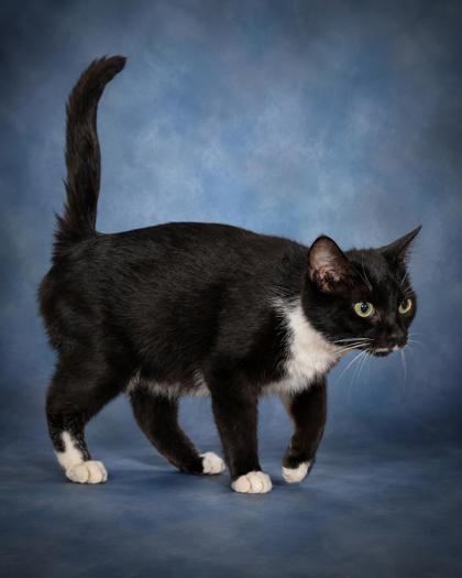Enlarge Callie, a Adoptable mixed breed in Taylorsville, NC image 3/3