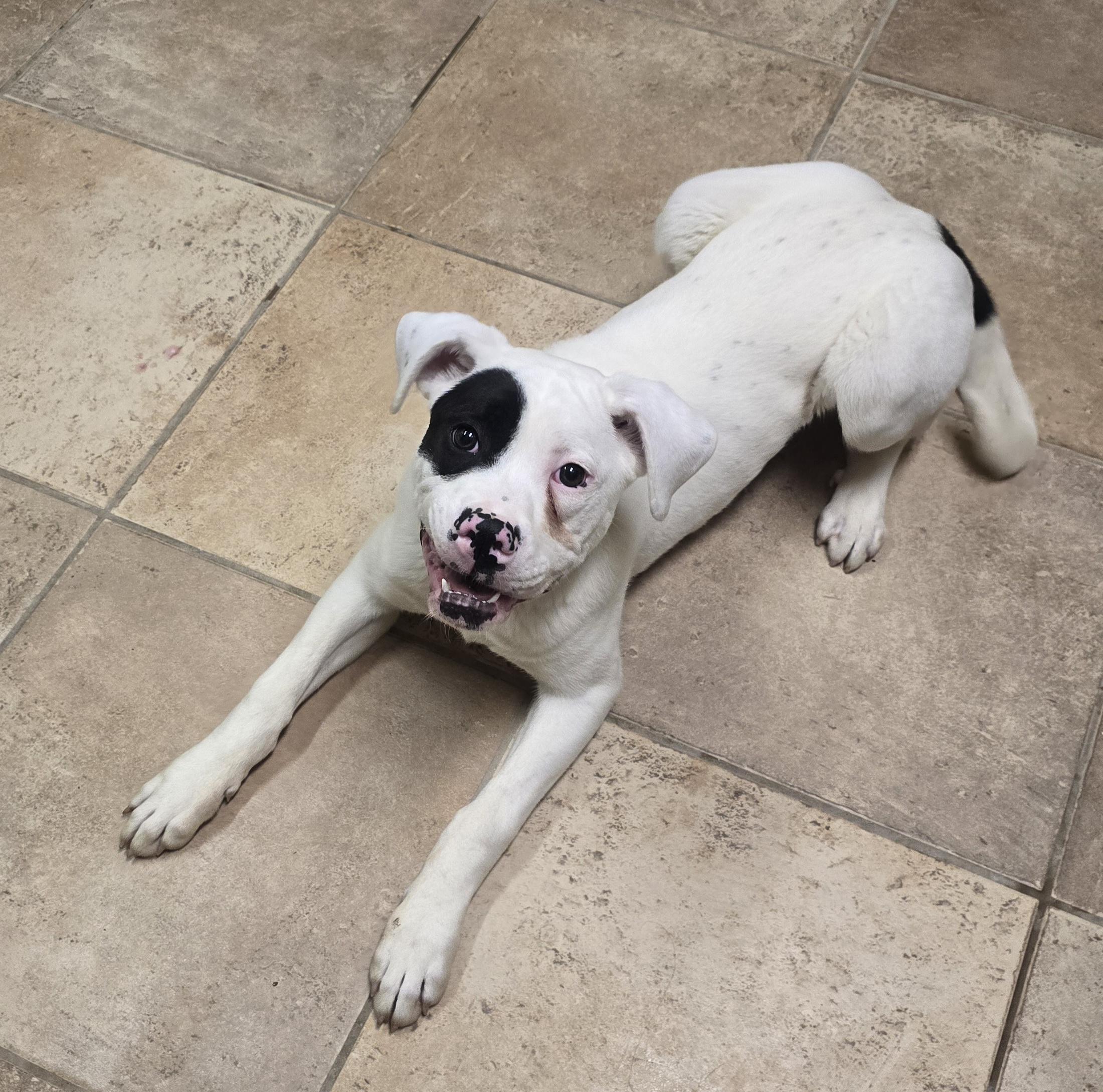 Enlarge Theodore, an adopted mixed breed in Brainerd, MN image 1/1