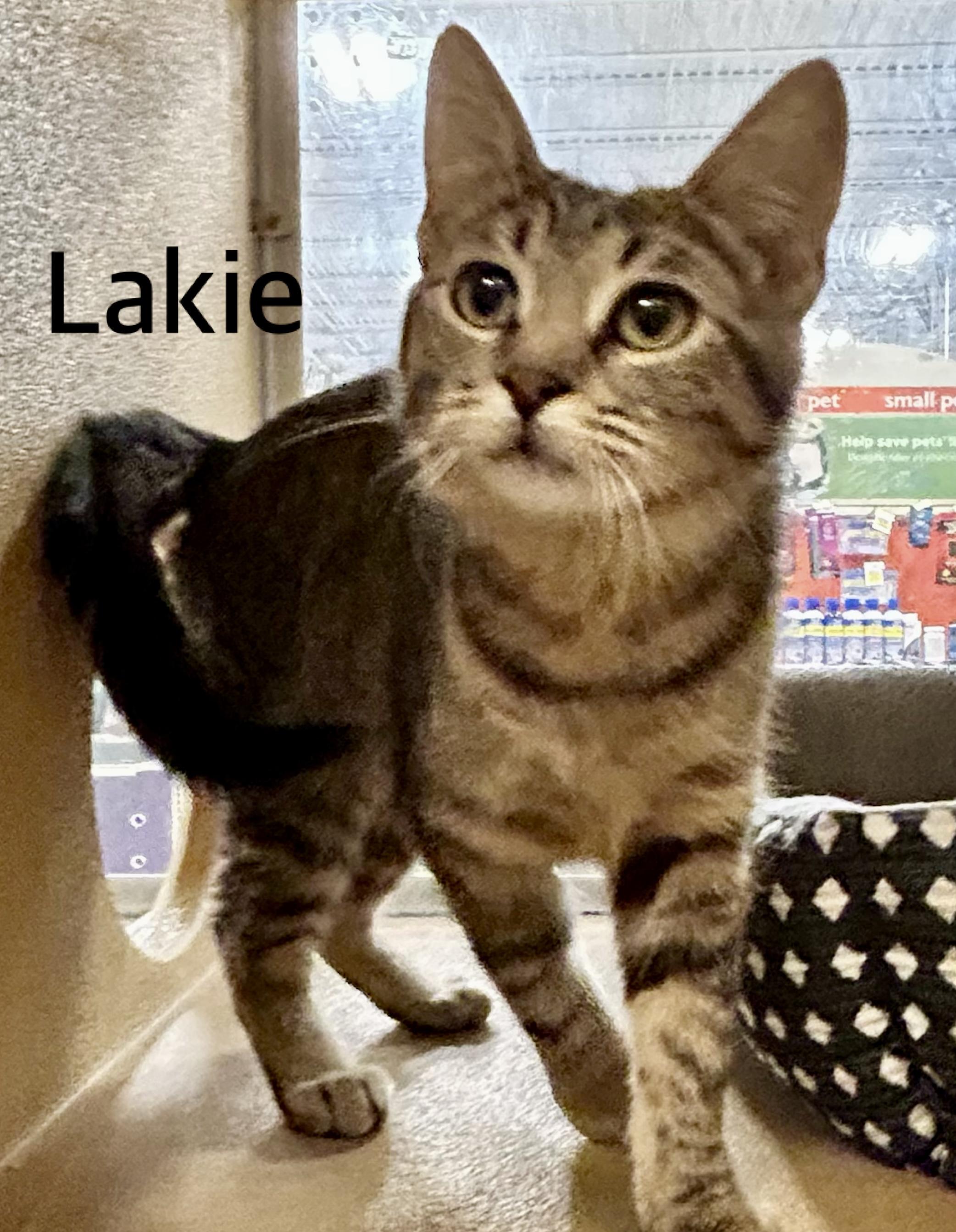 Lakie, ADOPTABLE, Young Female Domestic Short Hair.