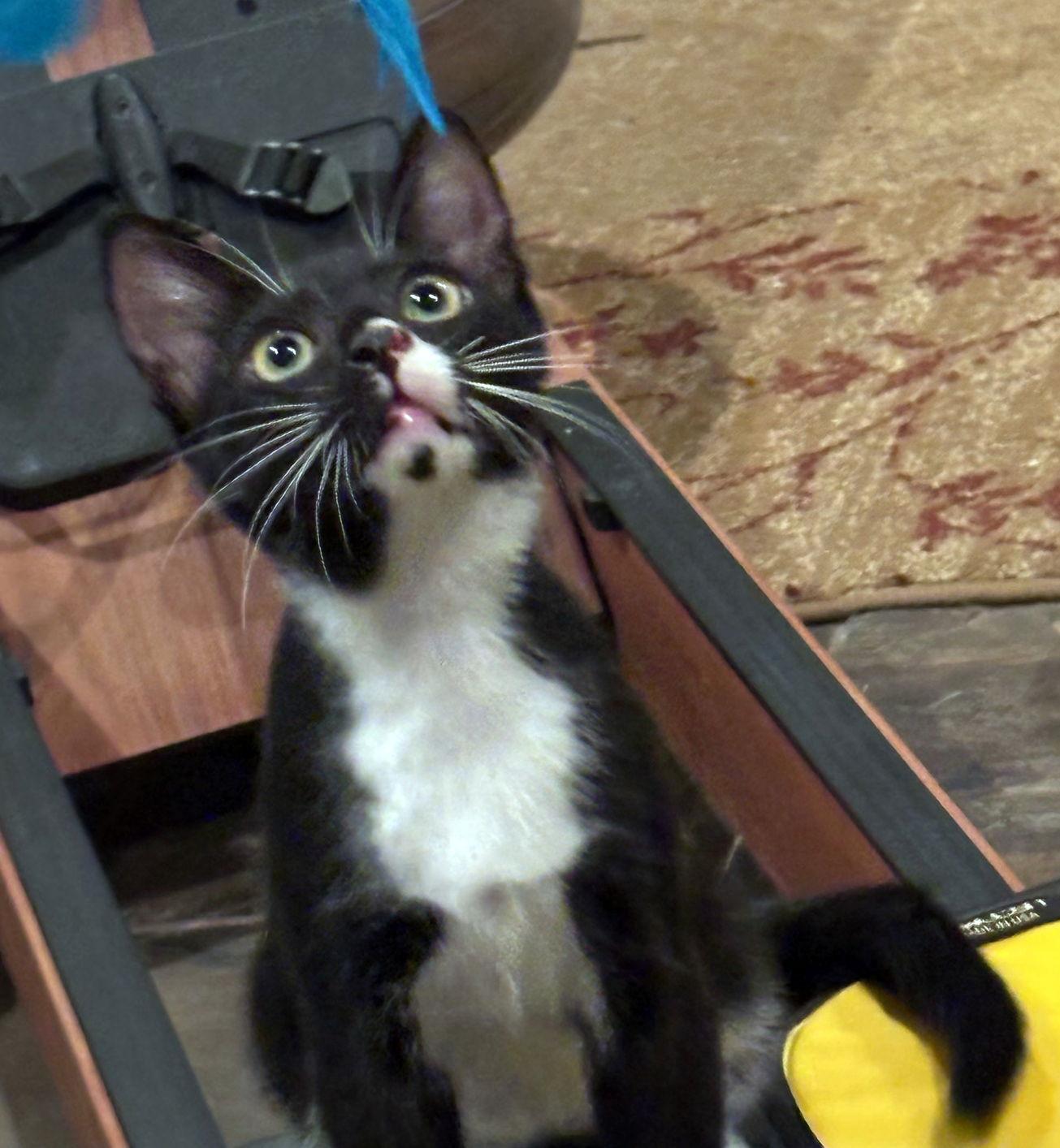 Hatch, Adoptable, Kitten Male Tuxedo & Domestic Short Hair.