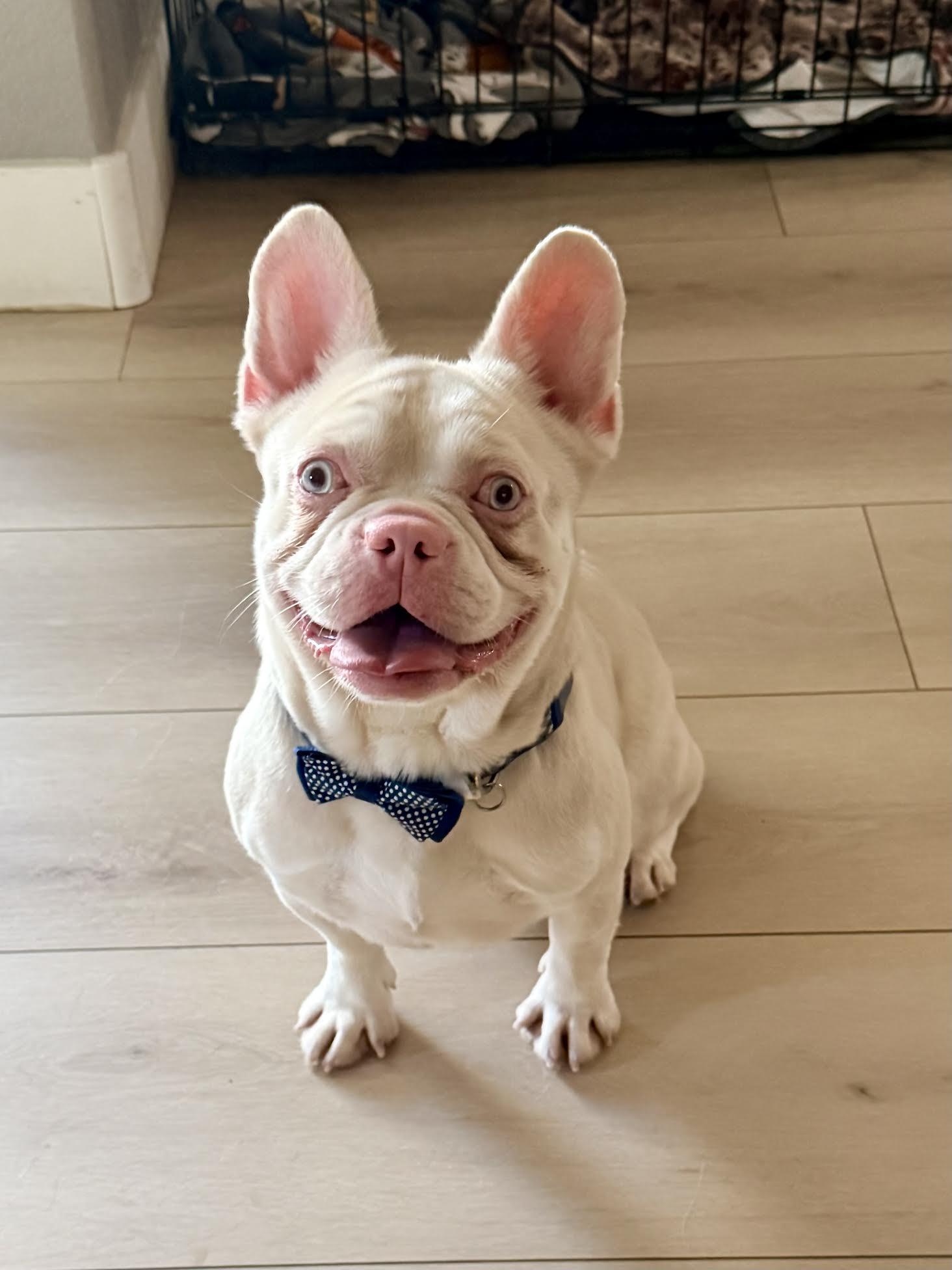 Ocean, adopted, Adult Male French Bulldog.