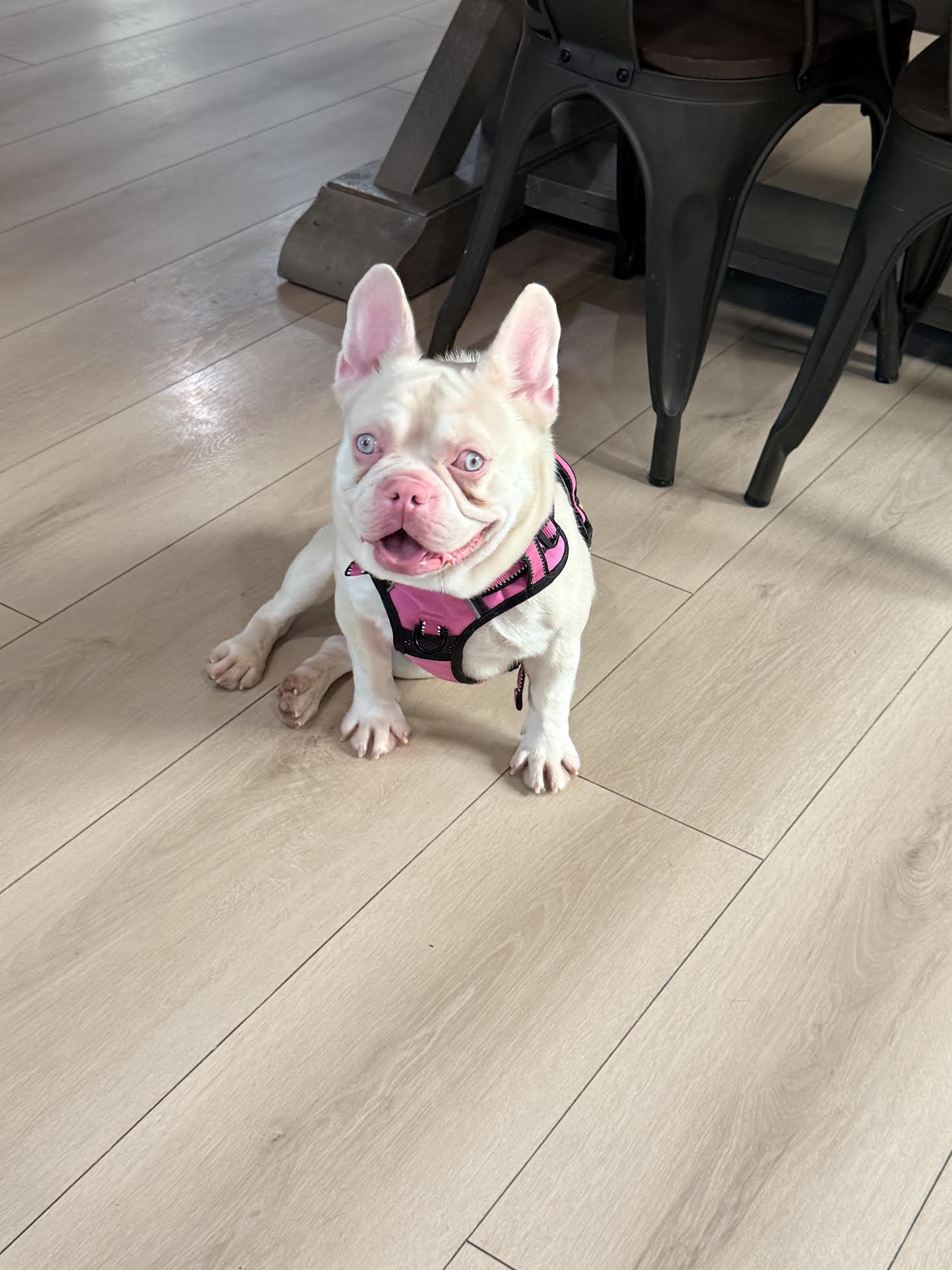 Ocean, an adopted French Bulldog in Las Vegas, NV image 2/2