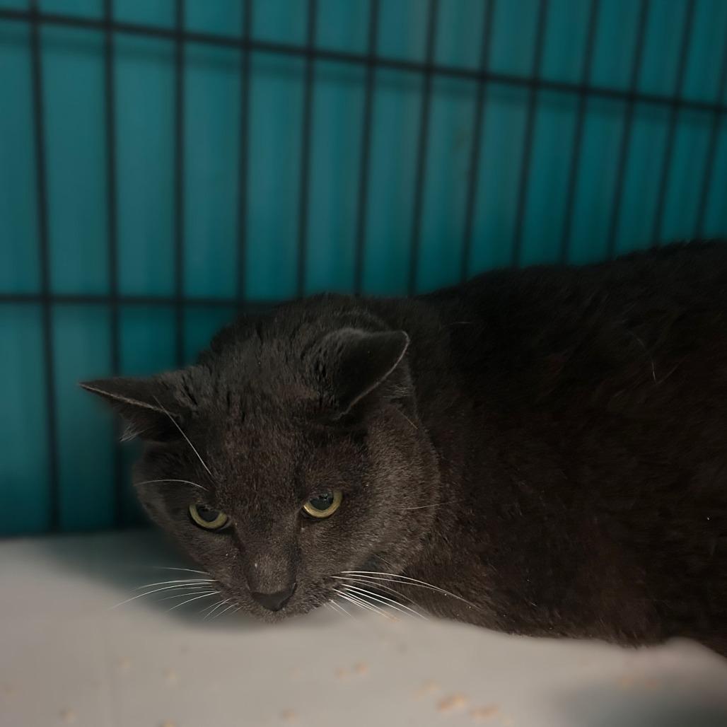 Enlarge Santi, a Adoptable Domestic Short Hair in Davenport, IA image 1/1