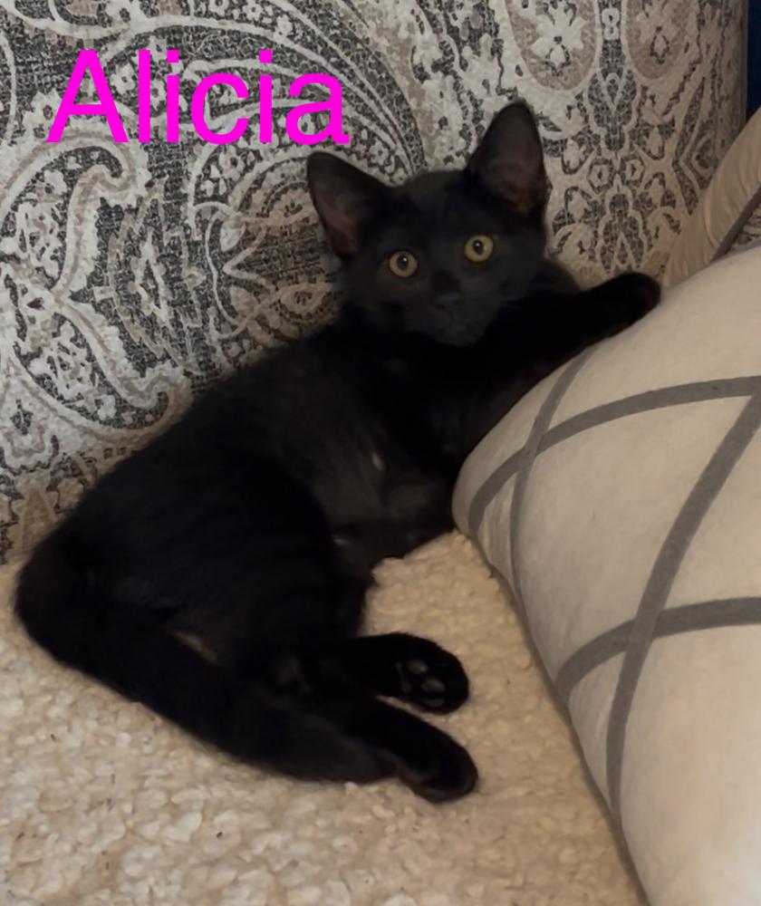 Enlarge Alicia, a Adoptable Domestic Short Hair in Fern Park, FL image 1/2