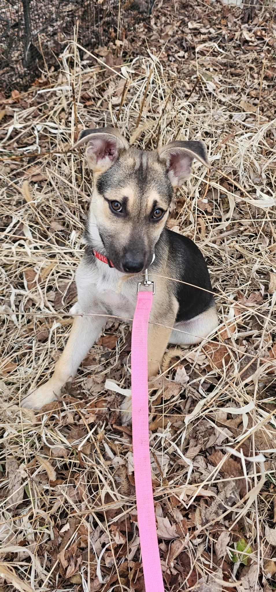 Enlarge Lee, a ADOPTABLE mixed breed in Elkhorn, WI image 6/6