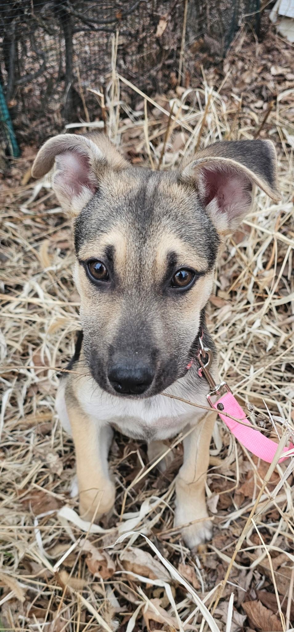 Enlarge Lee, a ADOPTABLE mixed breed in Elkhorn, WI image 2/6