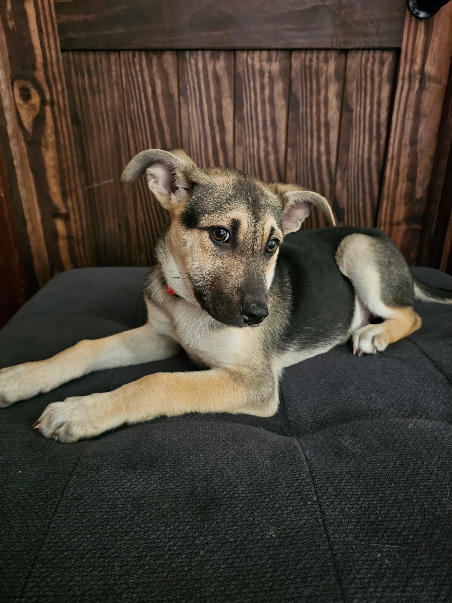 Enlarge Lee, a ADOPTABLE mixed breed in Elkhorn, WI image 4/6