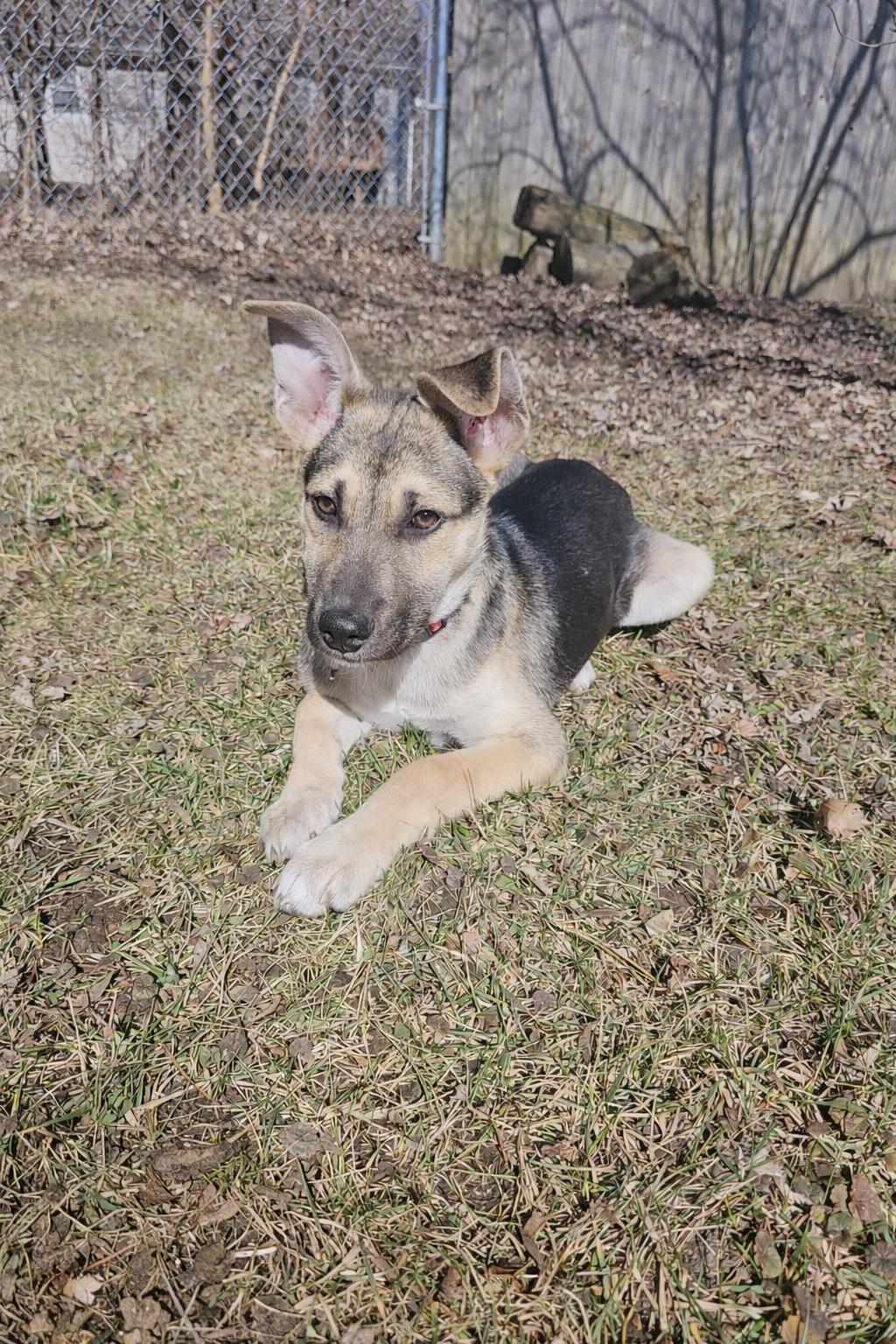 Enlarge Lee, a ADOPTABLE mixed breed in Elkhorn, WI image 1/6