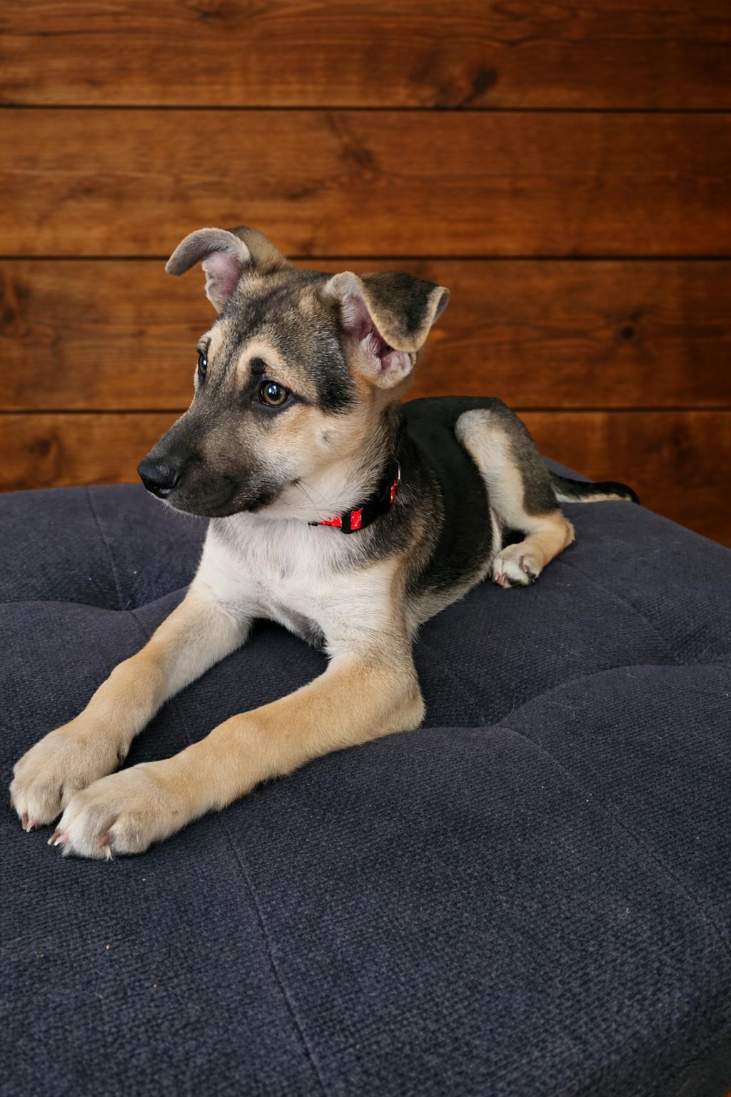 Enlarge Lee, a ADOPTABLE mixed breed in Elkhorn, WI image 5/6