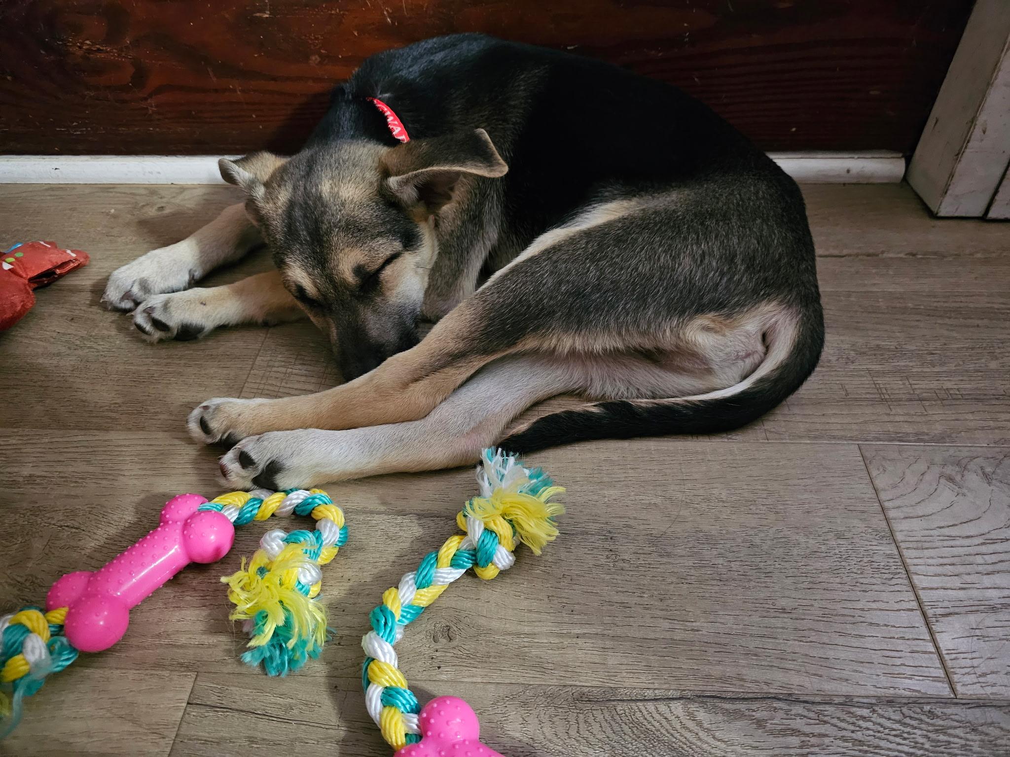 Enlarge Lee, a ADOPTABLE mixed breed in Elkhorn, WI image 3/6