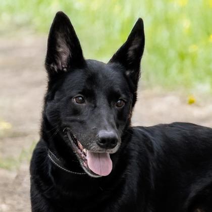 Enlarge Tj, a Adoptable mixed breed in Camano Island, WA image 1/2
