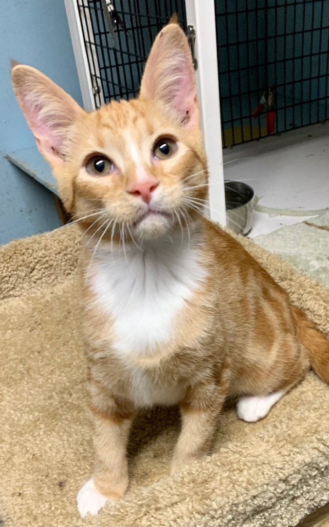 Archie, Adopted, Kitten Male Tabby & Domestic Short Hair.