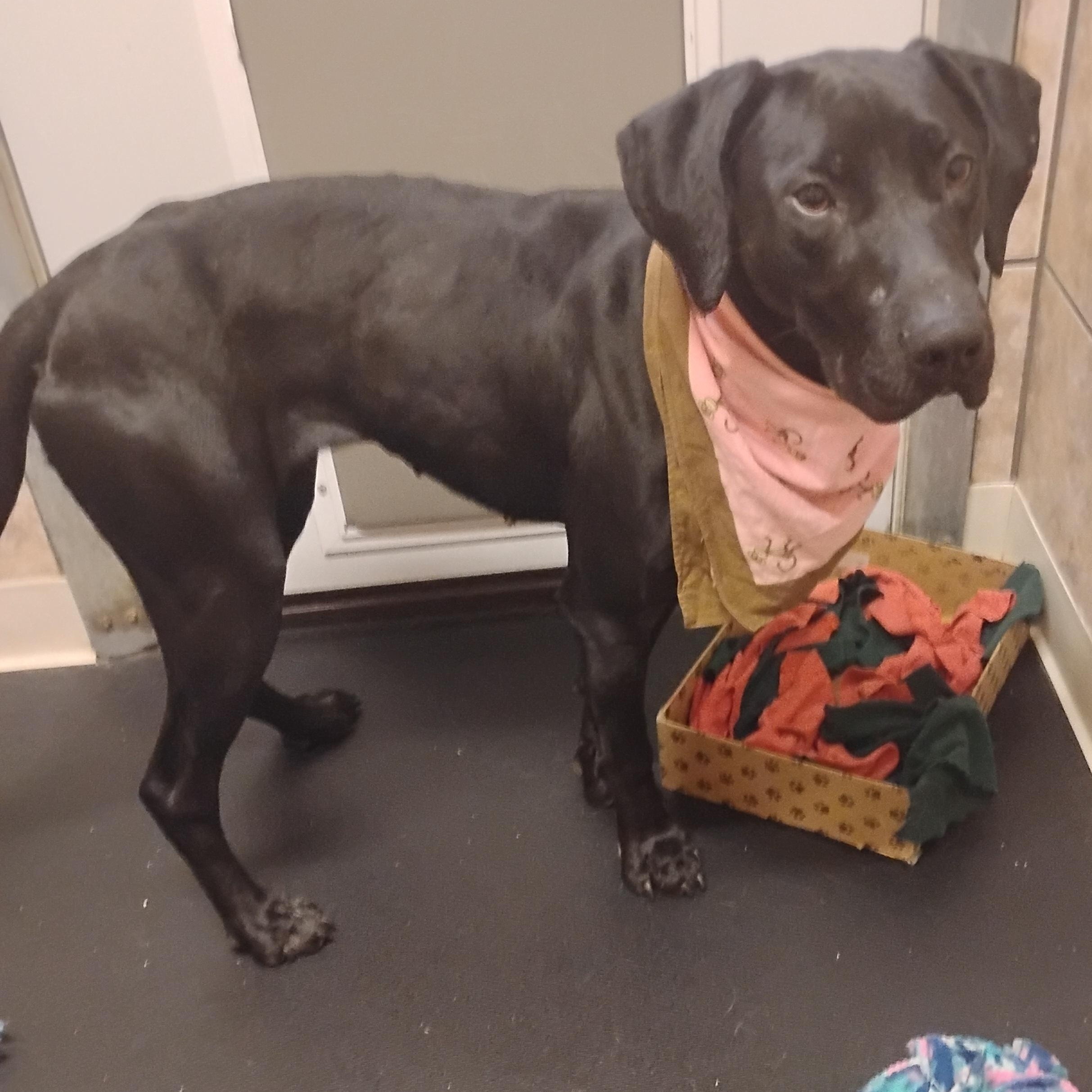 Autumn, Adoptable, Young Female Black Labrador Retriever.