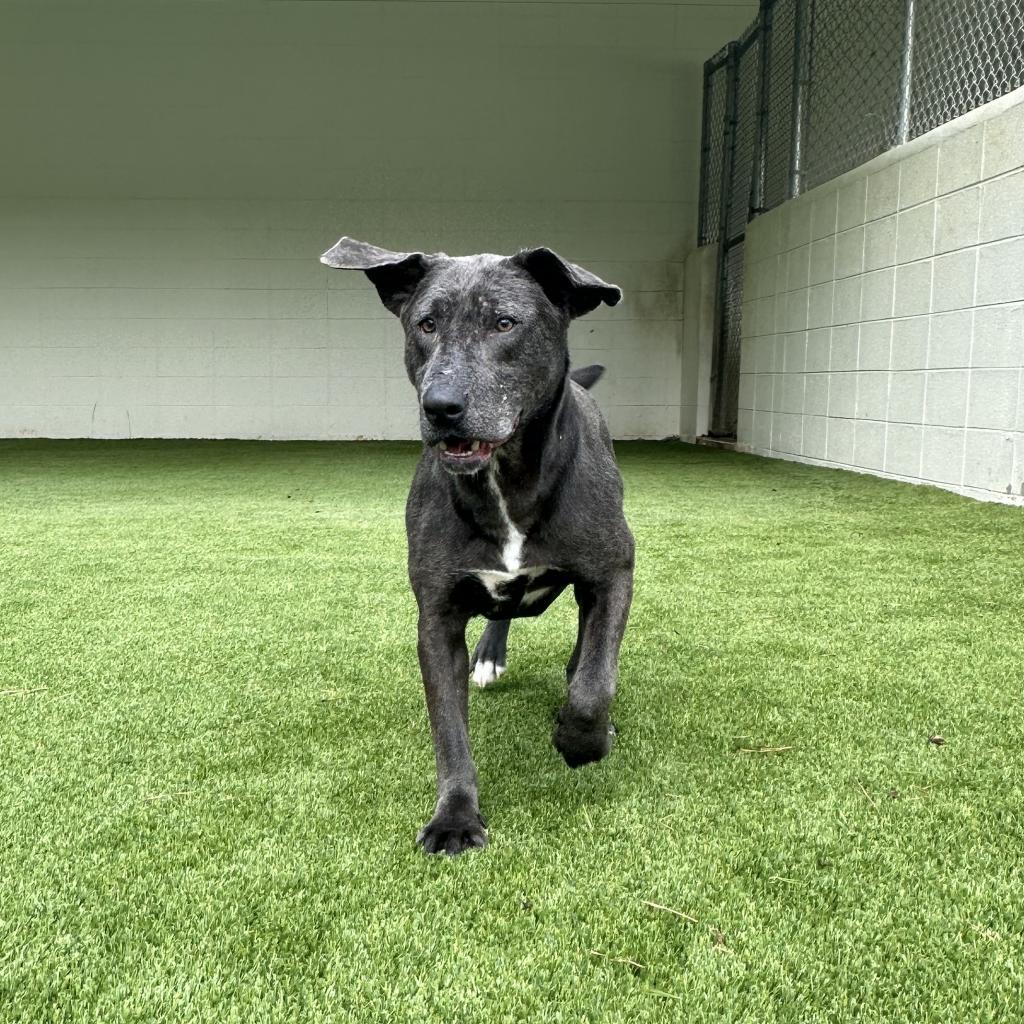 Frodo, a Adoptable mixed breed in Chicago, IL image 1/5