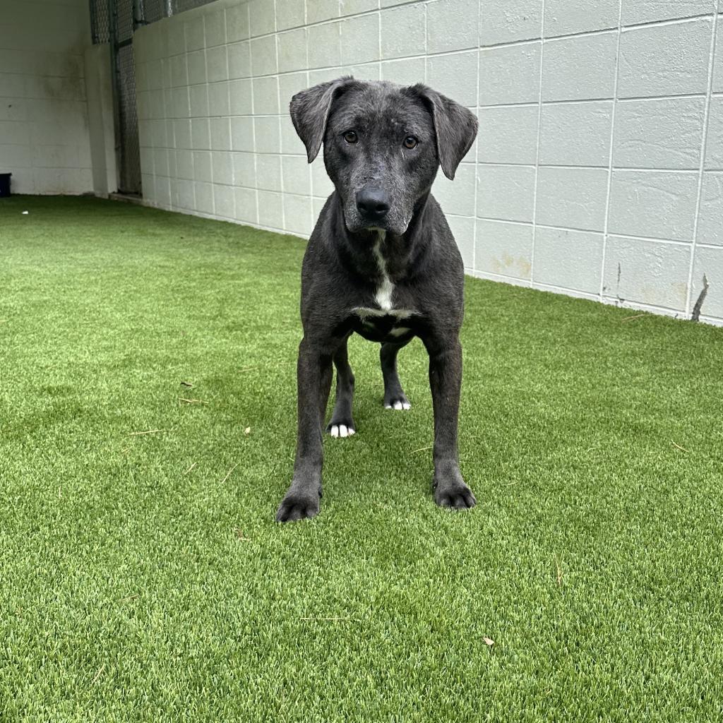 Frodo, a Adoptable mixed breed in Chicago, IL image 2/5