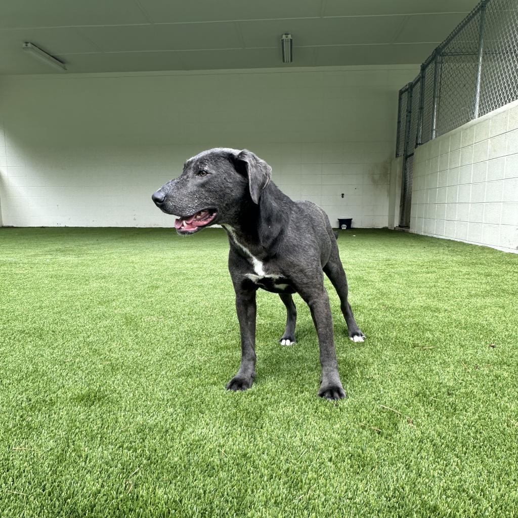 Frodo, a Adoptable mixed breed in Chicago, IL image 4/5