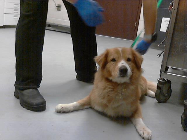 PUMPKIN, Adoptable, Adult Female Australian Shepherd & Mixed Breed.