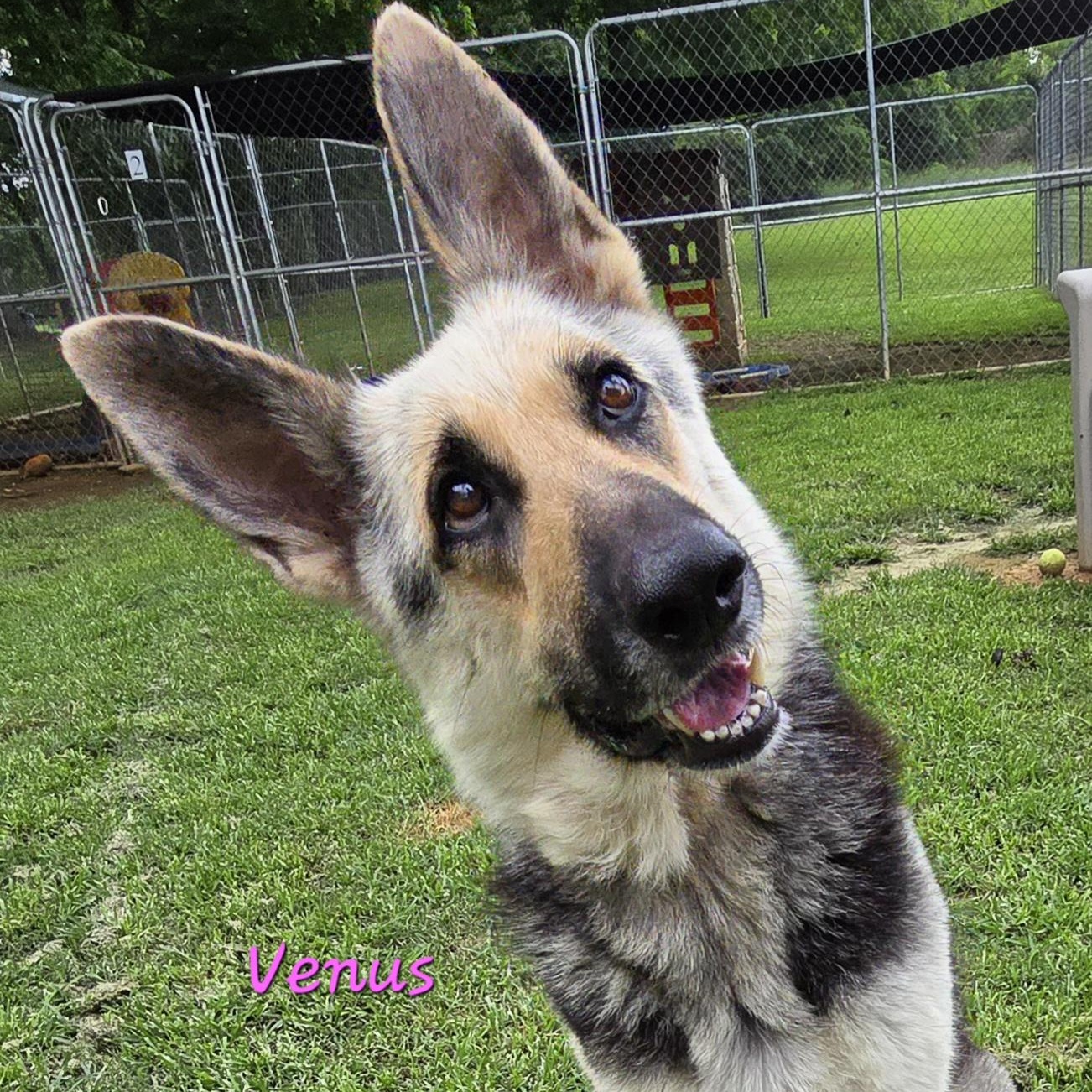 Venus, Adoptable, Adult Female German Shepherd Dog.