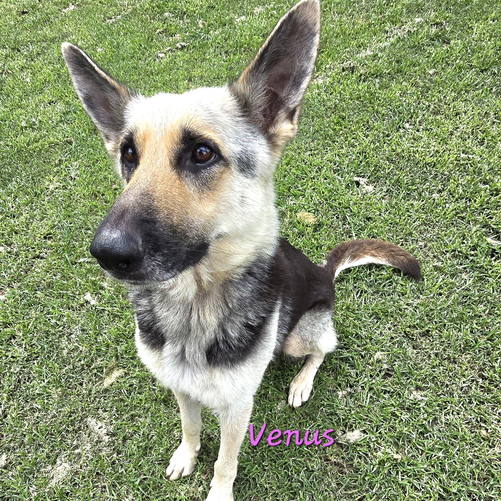 Enlarge Venus, a Adoptable German Shepherd Dog in Athens, AL image 6/6