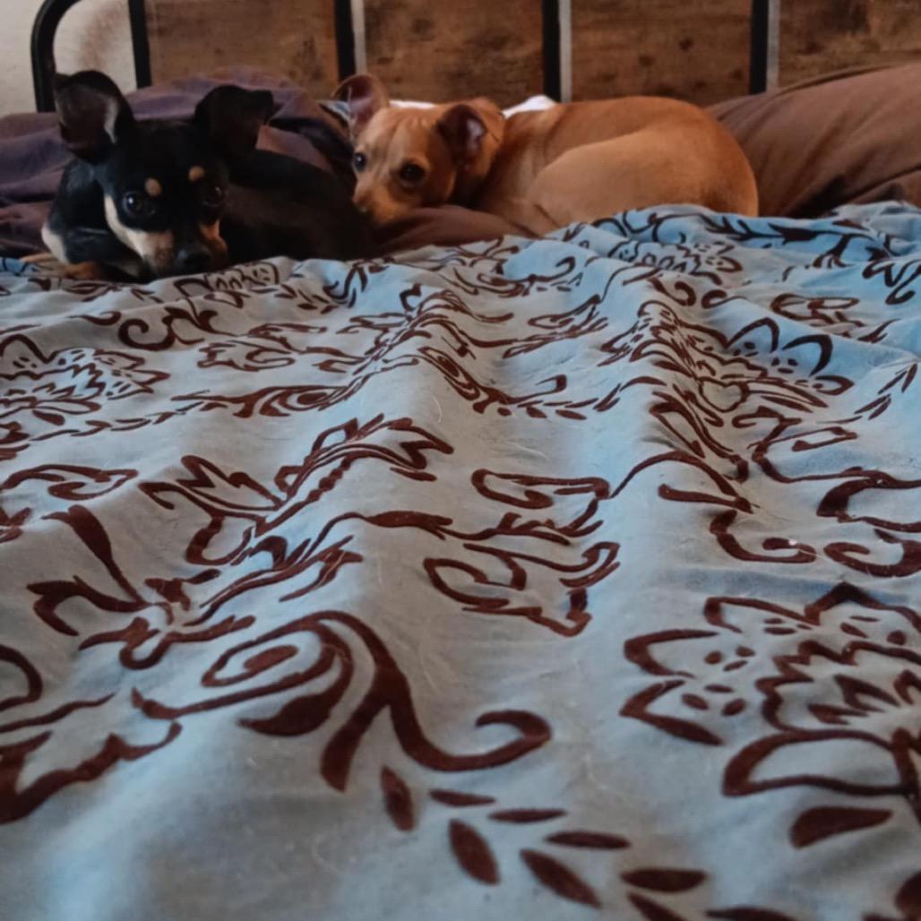 Cookie, Adoptable, Adult Male Chihuahua & Mixed Breed.