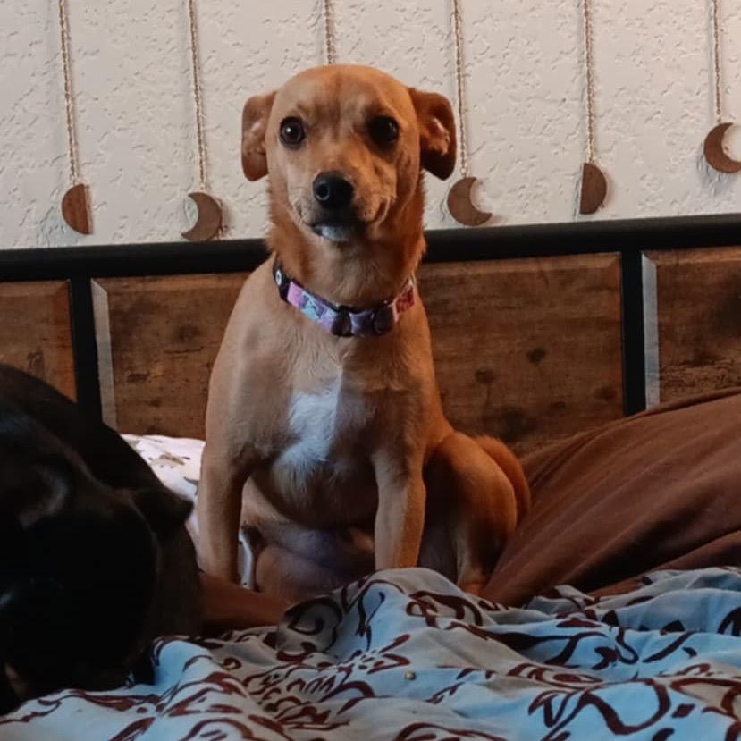 Enlarge Cookie, a Adoptable mixed breed in Ferndale, WA image 2/5