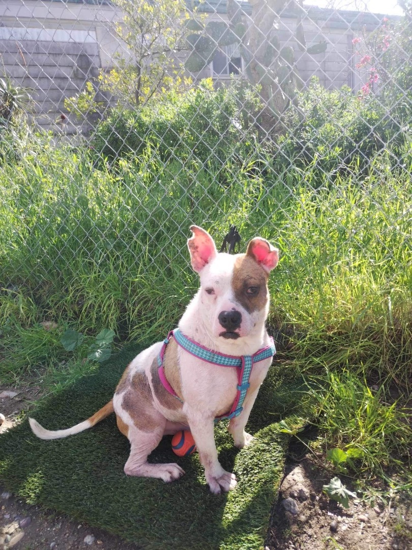 Enlarge Obi, a Adoptable mixed breed in Placentia, CA image 1/2