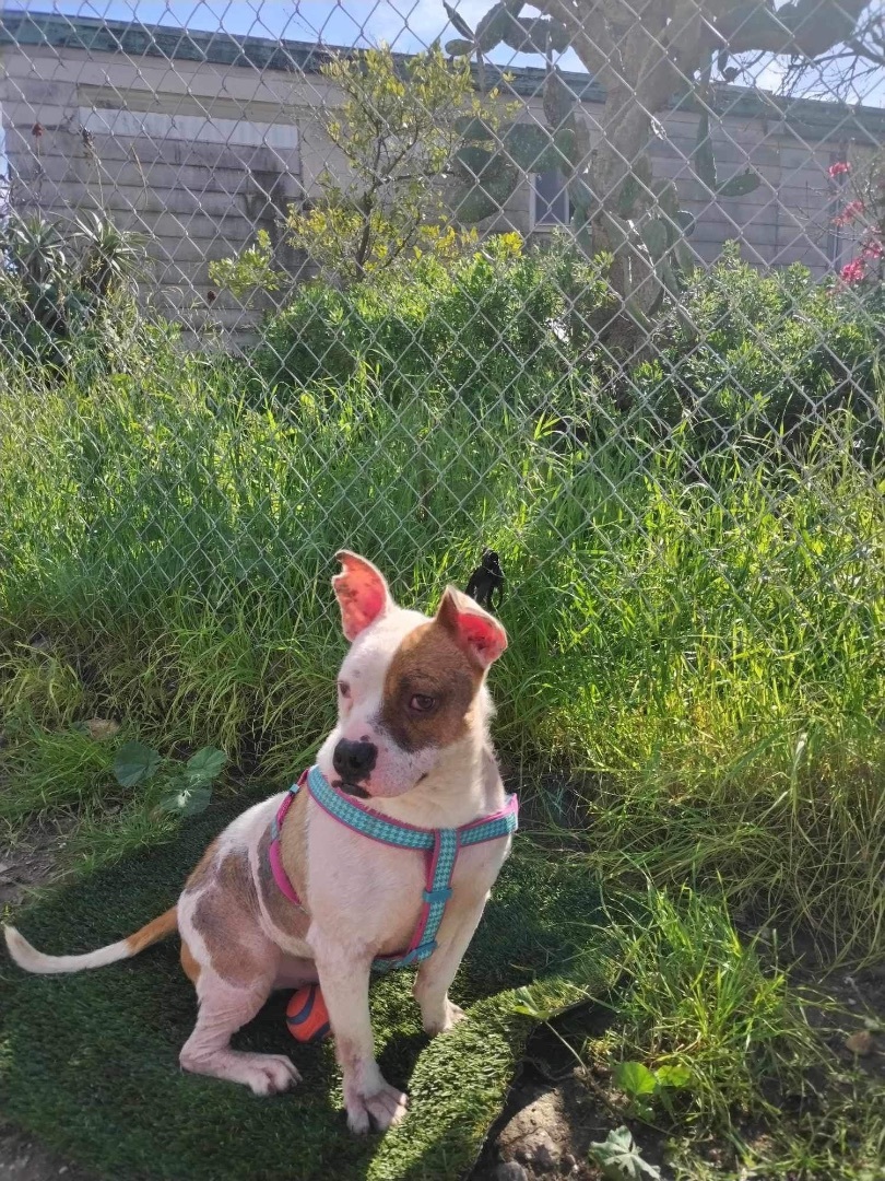 Enlarge Obi, a Adoptable mixed breed in Placentia, CA image 2/2