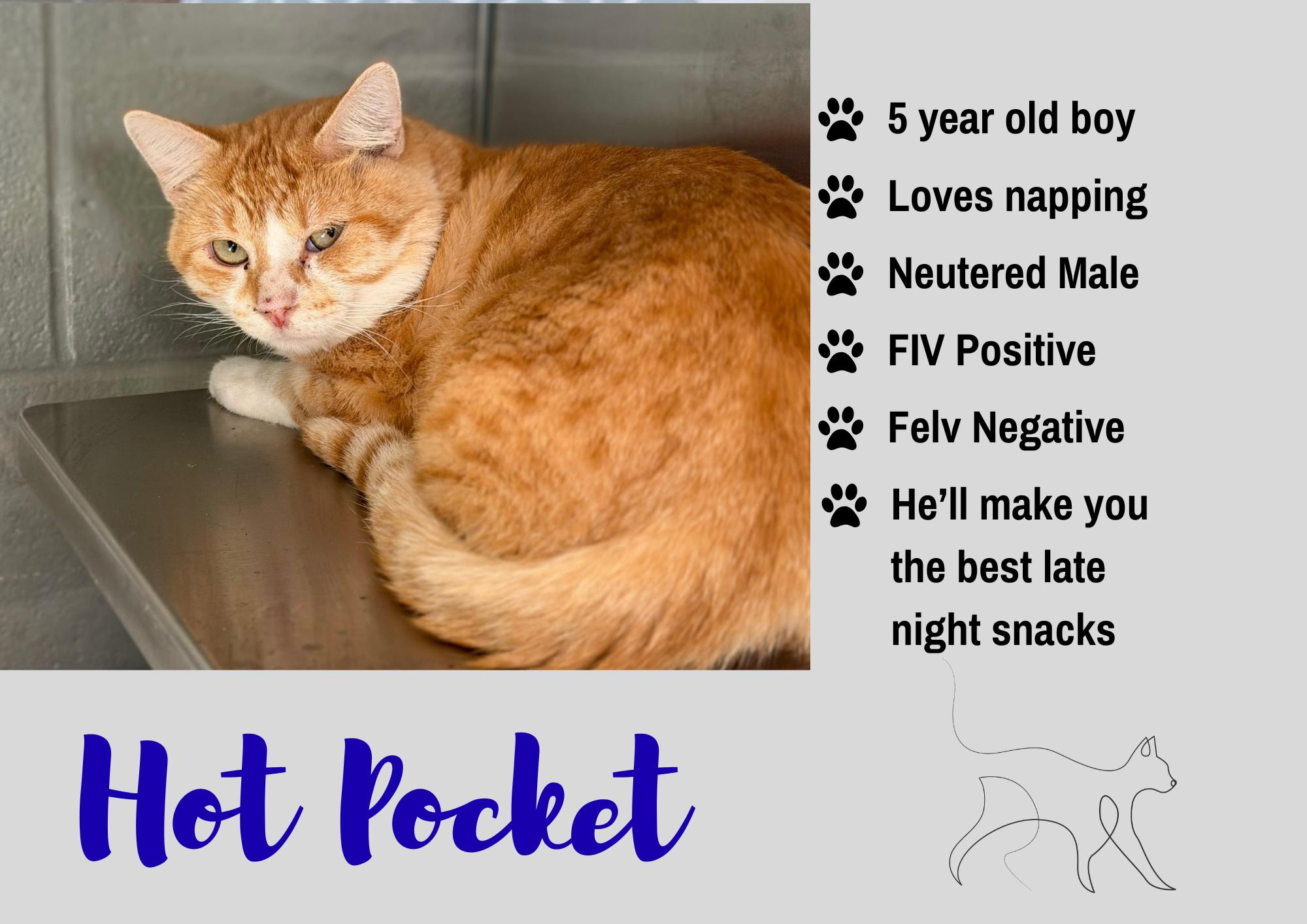 Enlarge Hot Pocket, a Adopted Domestic Short Hair in Junction City, KS image 1/1