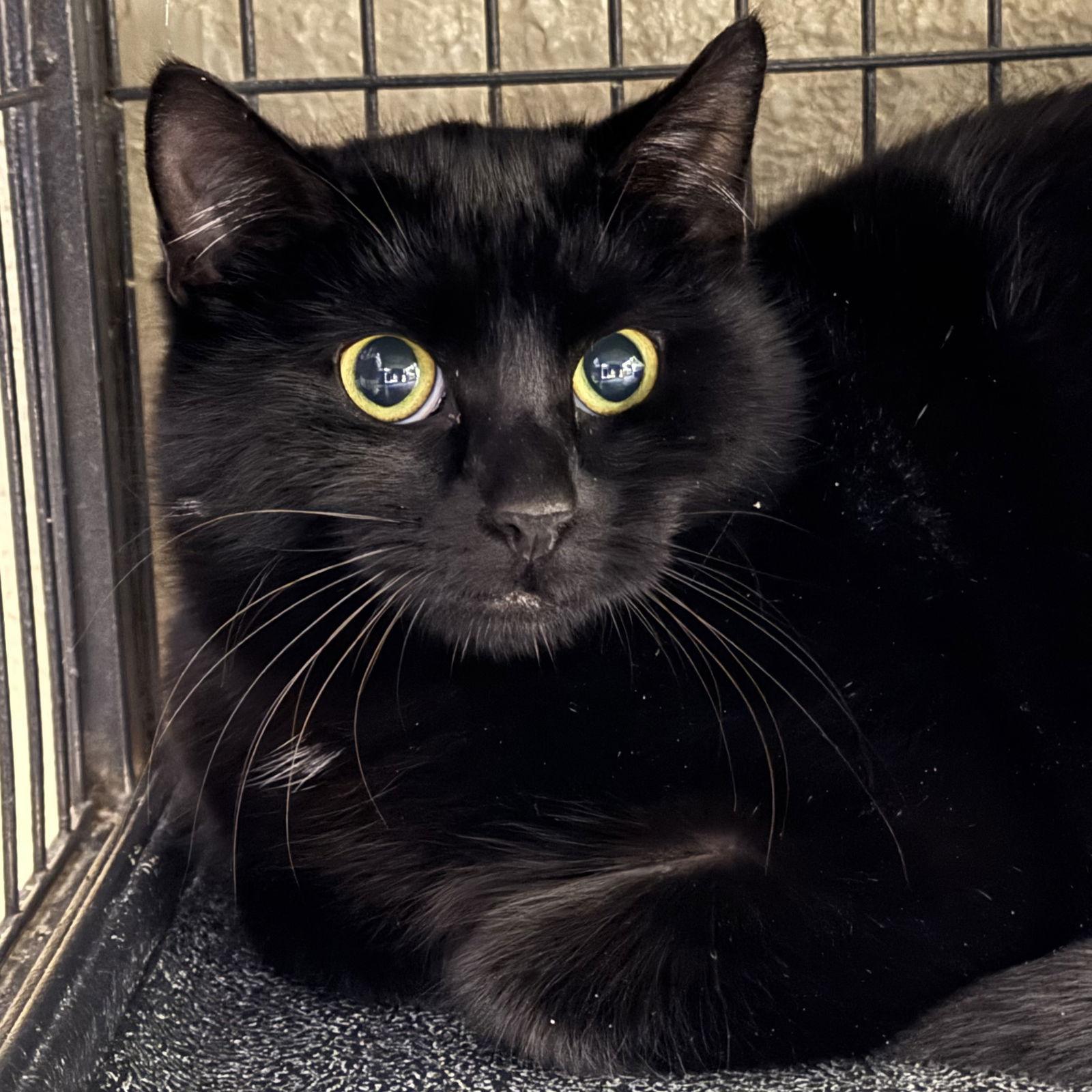 Leslie, Adoptable, Young Female Domestic Medium Hair.