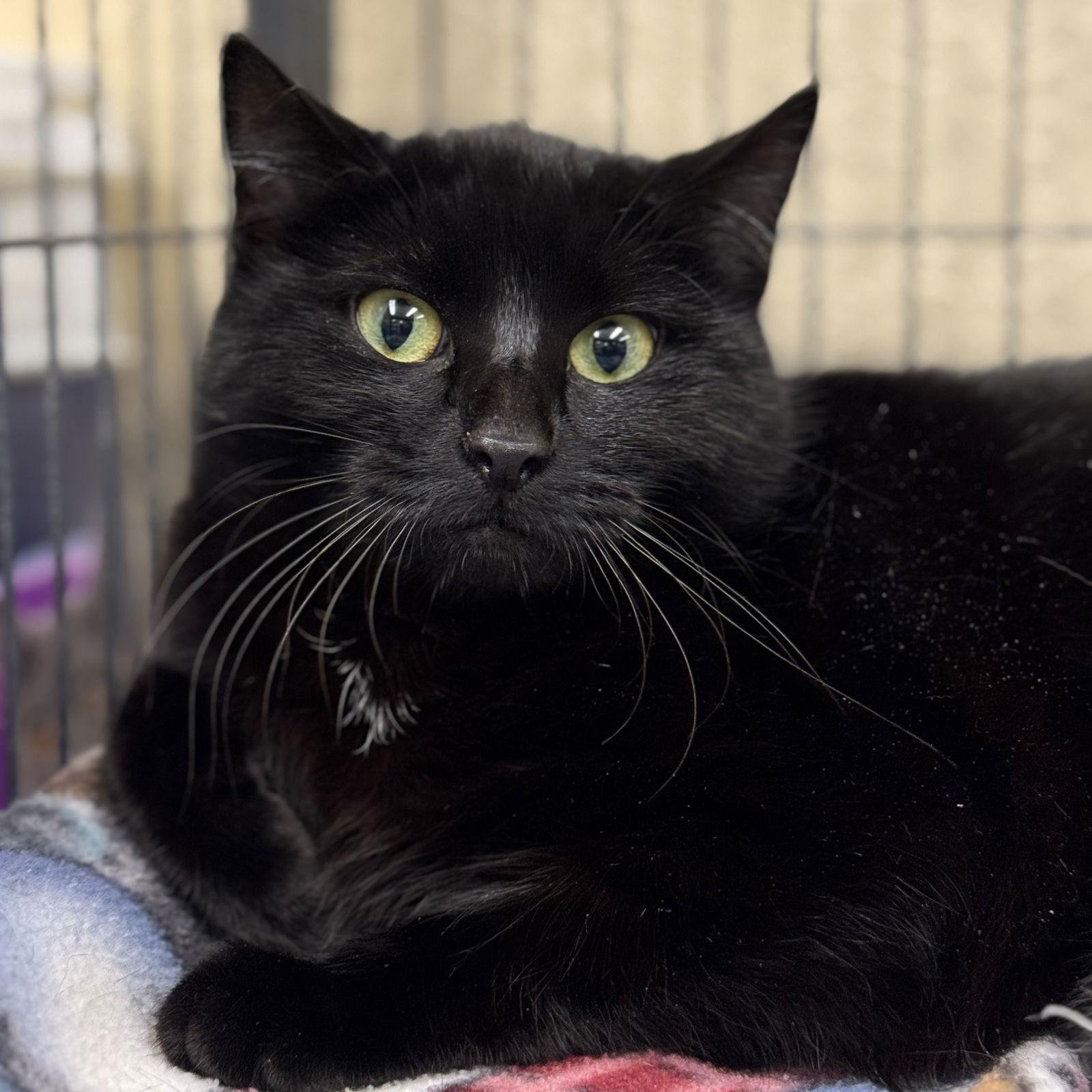 Enlarge Leslie, a Adoptable Domestic Medium Hair in Winchendon, MA image 2/2