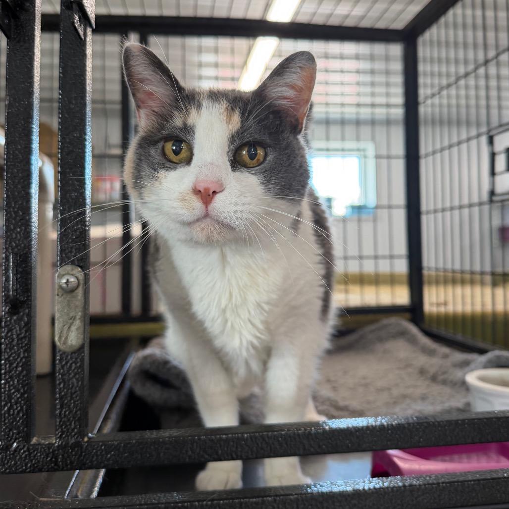 Chewy (Deputy), Adoptable, Senior Female Domestic Short Hair.