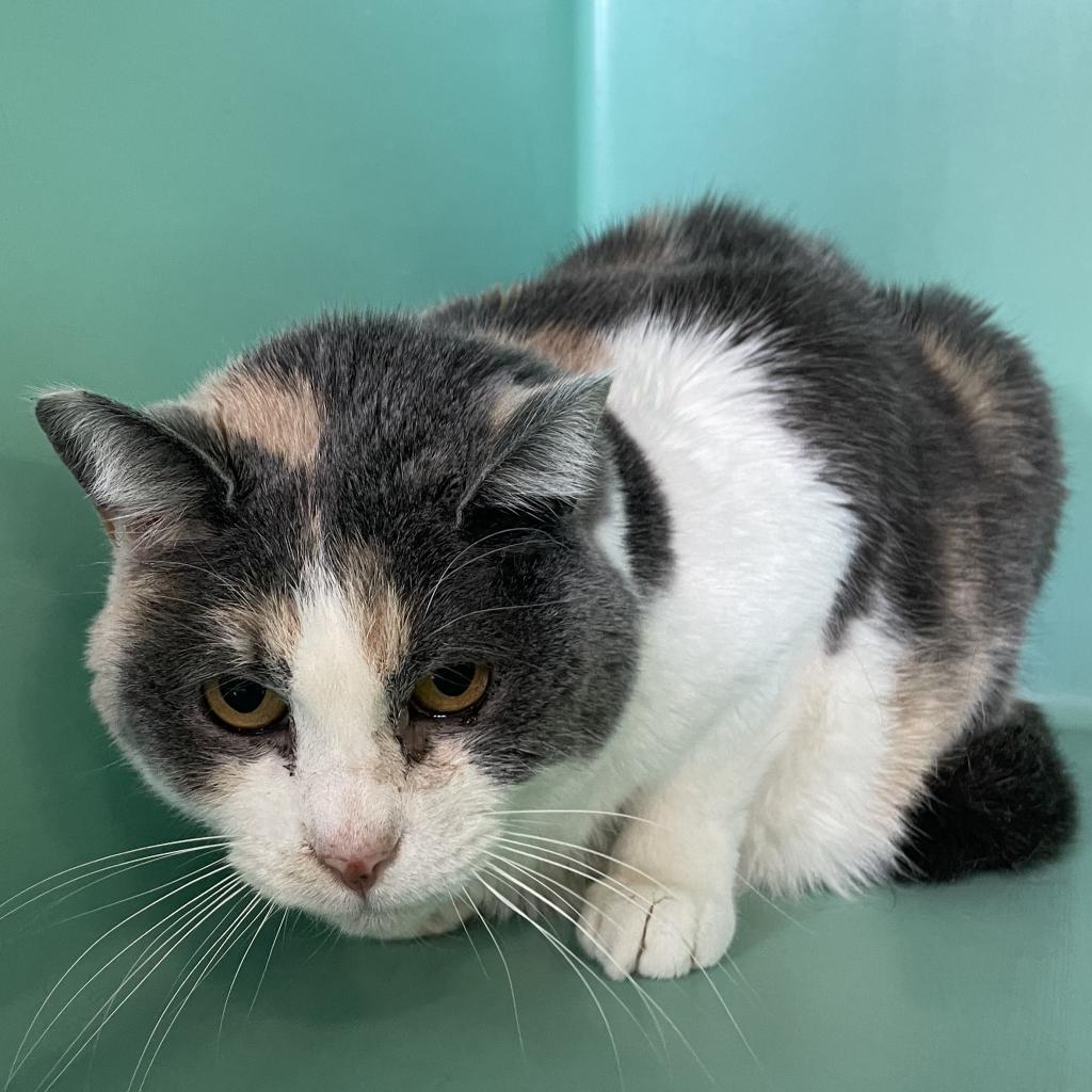 Enlarge Chewy (Deputy), a Adoptable Domestic Short Hair in Spanish Fork, UT image 2/2