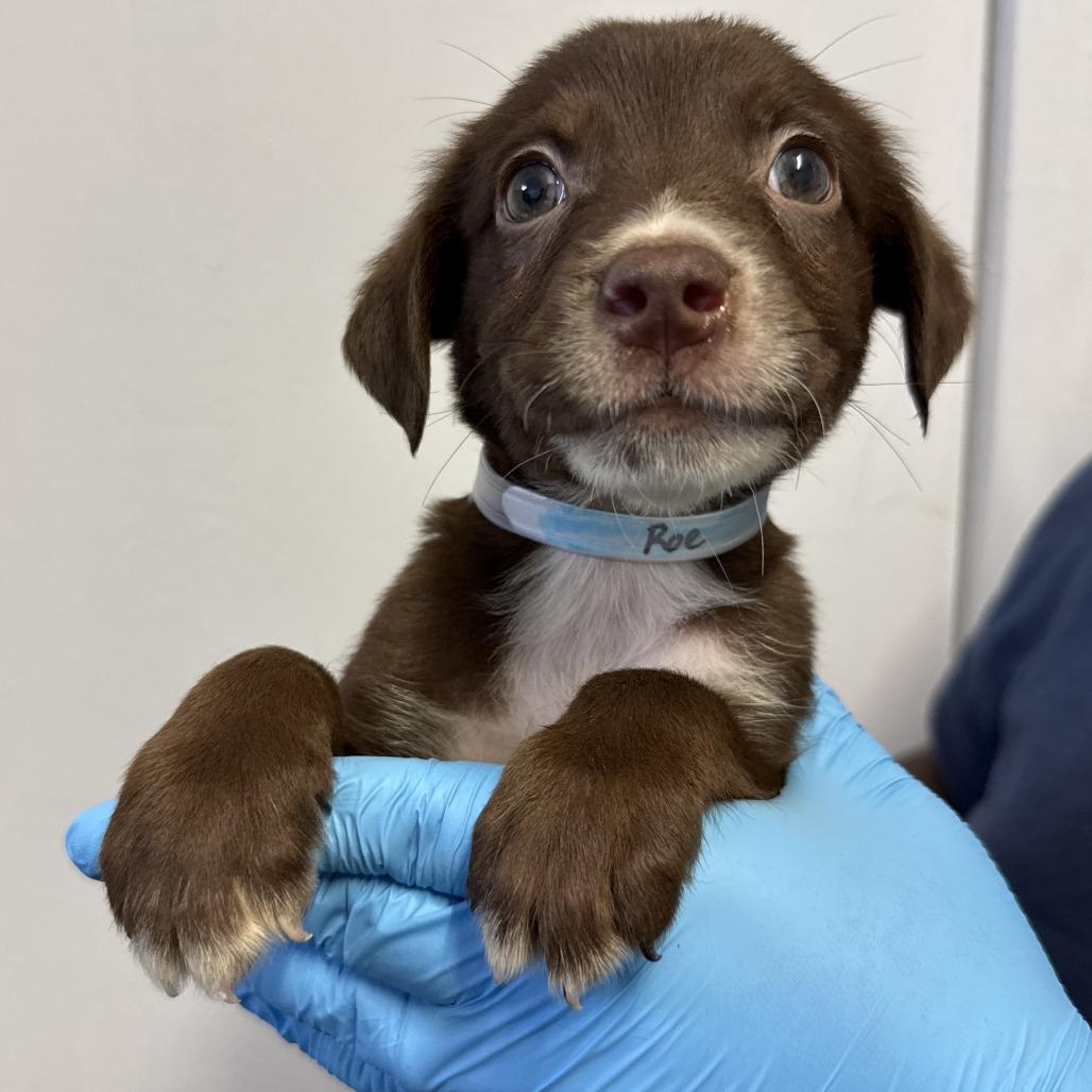 Enlarge Roe, a Adoptable mixed breed in Hattiesburg, MS image 1/1