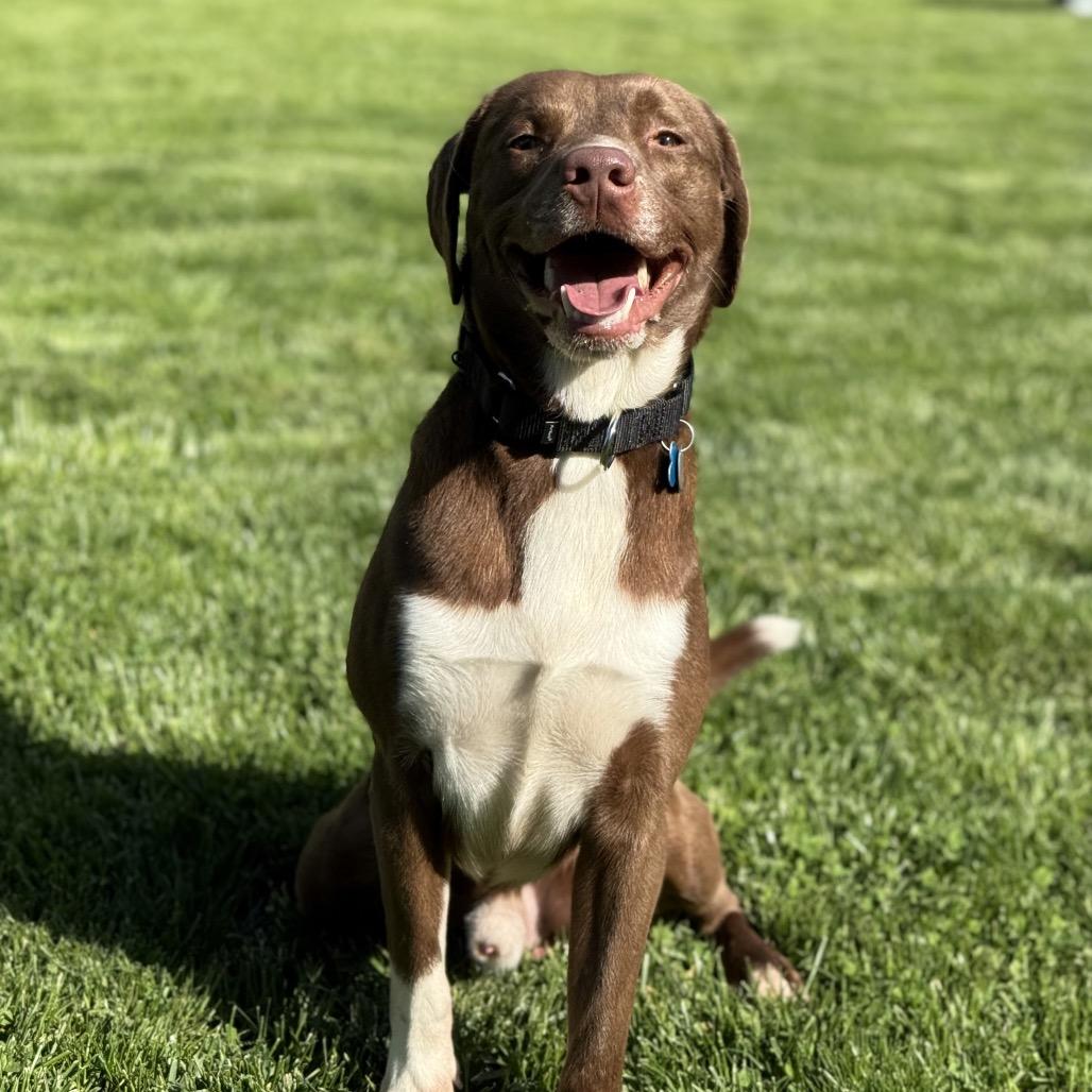 Bub, Young Male Mixed Breed