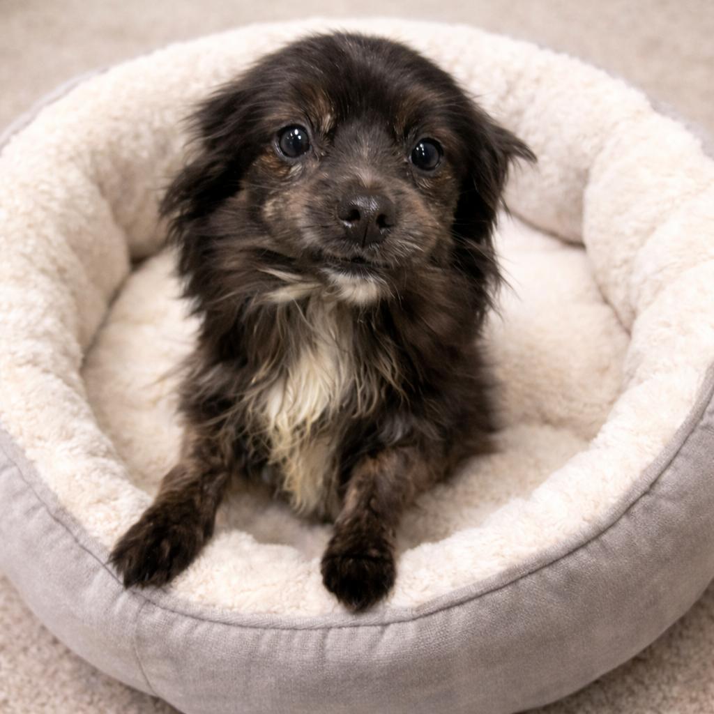 Otis, ADOPTABLE, Senior Male Chihuahua.