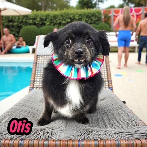 Enlarge Otis, a ADOPTABLE Chihuahua in Long Beach, WA image 2/2