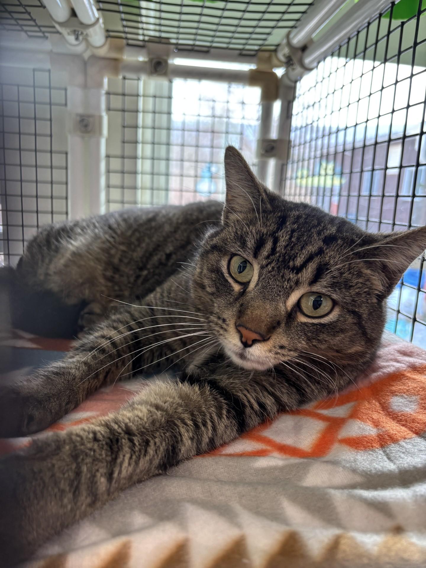 Bobinsky, ADOPTABLE, Adult Male Domestic Short Hair.