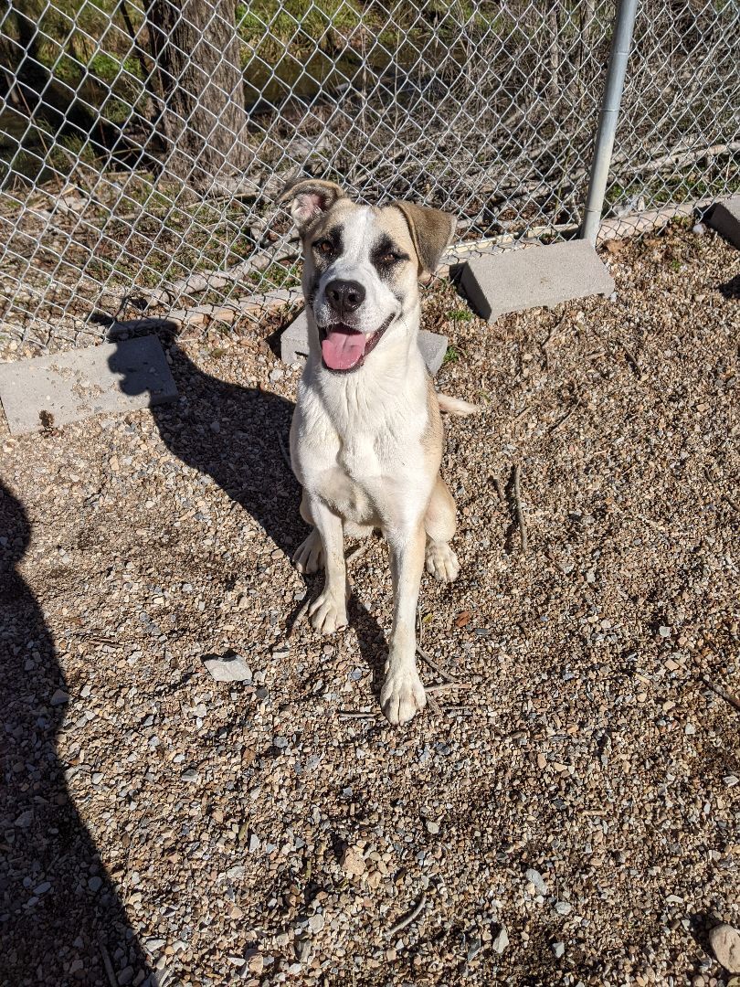 Enlarge Aurora, a Adoptable mixed breed in Bella Vista, AR image 1/6