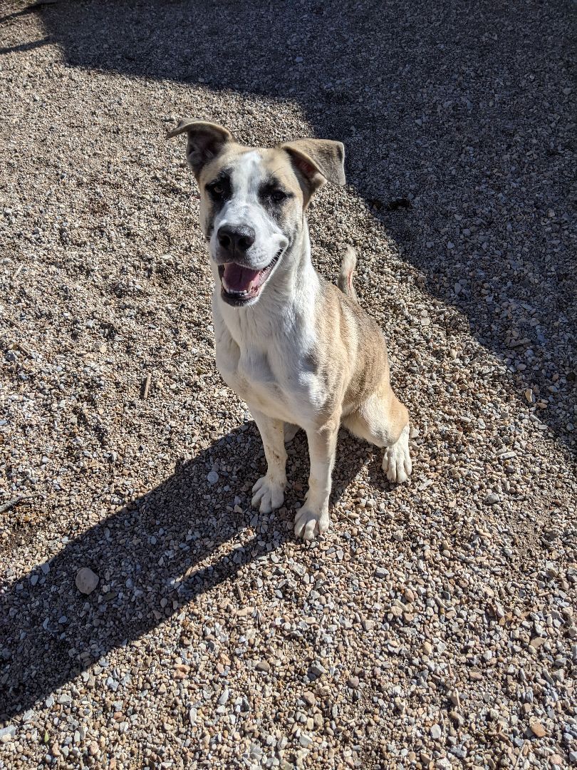 Enlarge Aurora, a Adoptable mixed breed in Bella Vista, AR image 2/6