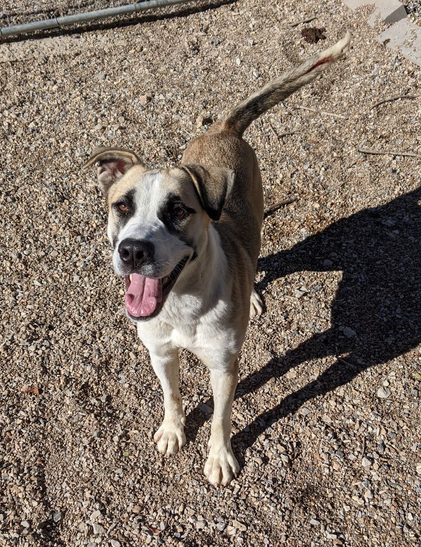 Enlarge Aurora, a Adoptable mixed breed in Bella Vista, AR image 3/6