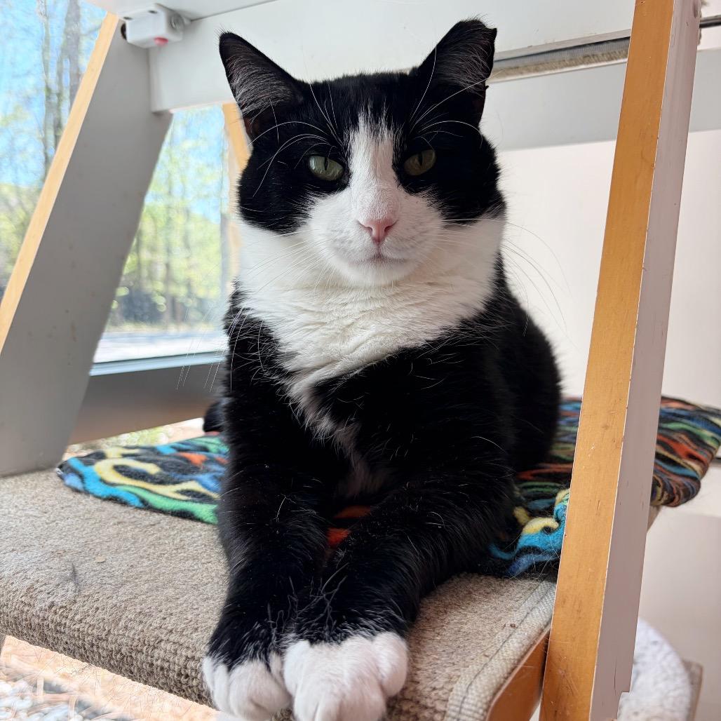 Sully, a Adoptable Domestic Short Hair in Cumming, GA image 2/6