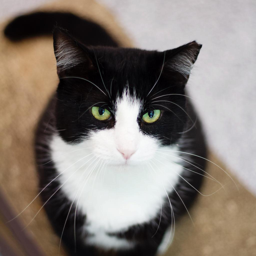 Sully, a Adoptable Domestic Short Hair in Cumming, GA image 3/6