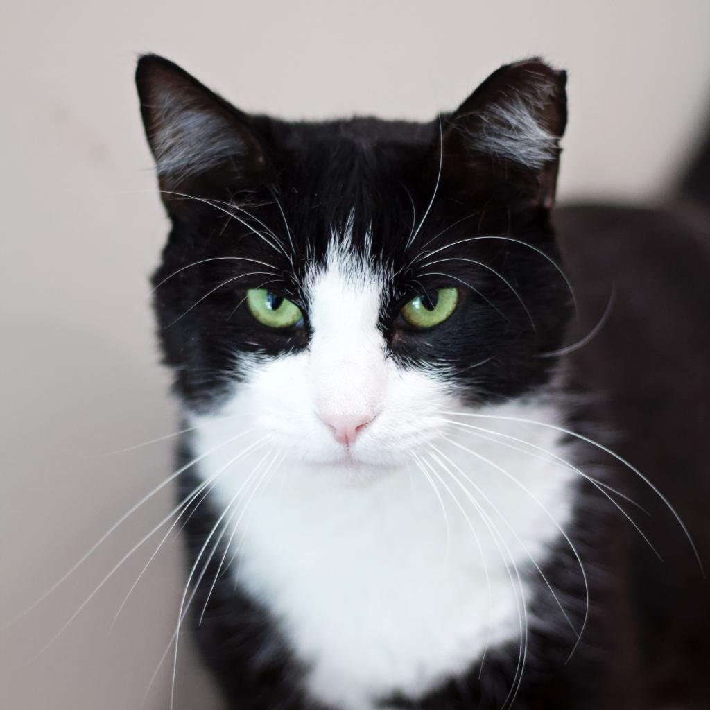 Sully, a Adoptable Domestic Short Hair in Cumming, GA image 4/6