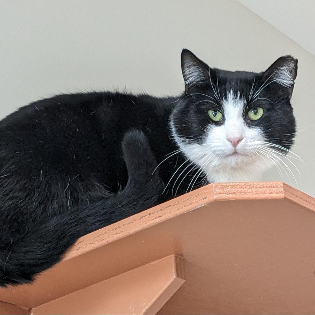 Sully, a Adoptable Domestic Short Hair in Cumming, GA image 5/6