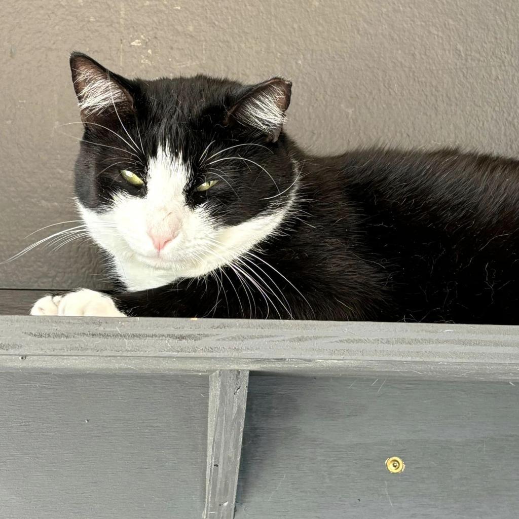 Sully, a Adoptable Domestic Short Hair in Cumming, GA image 6/6